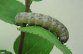 Adaptation à l’environnement biotique chez les Lépidoptères | Variétés entomologiques | Scoop.it