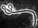 Le Virus Ebola atteint la RDC | Toxique, soyons vigilant ! | Scoop.it