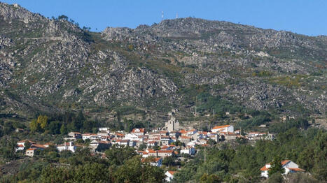 Eucalyptus Trees in PORTUGAL&nbsp; | CIHEAM Press Review | Scoop.it