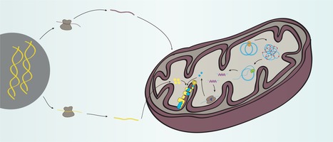 Starting the engine of the powerhouse: mitochondrial transcription and beyond | I2BC Paris-Saclay | Scoop.it