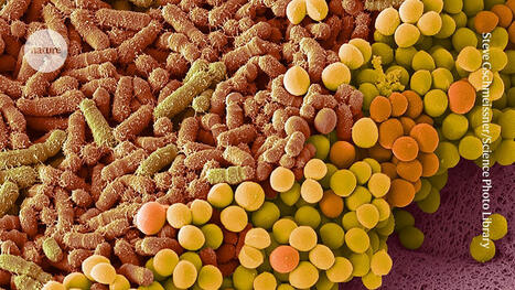 Found: a human gut microbe that makes cancer therapy more effective in mice - Nature | Genetic Engineering Publications - GEG Tech top picks | Scoop.it