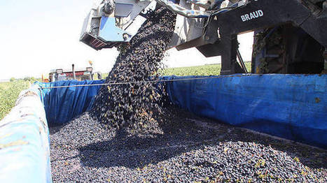 El cambio climático hará que el vino sea peor, con menos color y más acidez | Ordenación del Territorio | Scoop.it