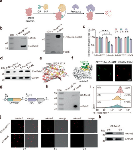 De novo designed protein guiding targeted protein degradation | Ncm | RMH | Scoop.it