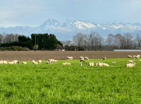 En juin, l’Occitanie s’empare de la question foncière | Actualité Bétail | Scoop.it