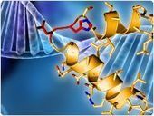 GeneArt® Precision TALs: Precise Genome Engineering | Life Technologies | TAL effector science | Scoop.it