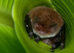 Hearing aids for tropical bats?? Horn-shaped leaves help to amplify sounds for bats! | RAINFOREST EXPLORER | Scoop.it