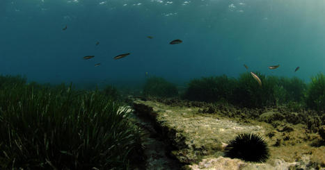 L'Office français de la biodiversité annonce un partenariat international pour promouvoir les aires marines | ECOLOGIE - ENVIRONNEMENT | Scoop.it