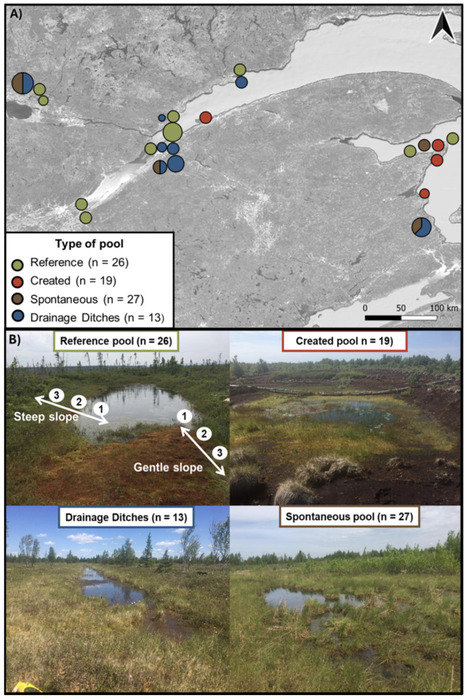 Original Paper in Botany &bull; Gu&ecirc;n&eacute;-Nanchen & Rochefort Labs 2026 &bull; Environmental influences on plant diversity in restored and natural peatland pools | Originals | Scoop.it