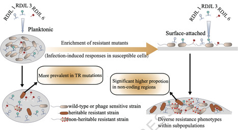 Lifestyle-dependent evolution and CtrA-mediated lifestyle transitions shape phage resistance in marine Roseobacter | Ncm | RMH | Scoop.it