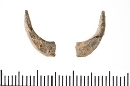 Archaeologists land world's oldest fish hook : Nature News & Comment | Science News | Scoop.it