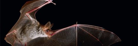 &Eacute;cologie acoustique des chiropt&egrave;res d'Europe - Publications scientifiques du Mus&eacute;um national d'Histoire naturelle, Paris | Biodiversit&eacute; | Scoop.it