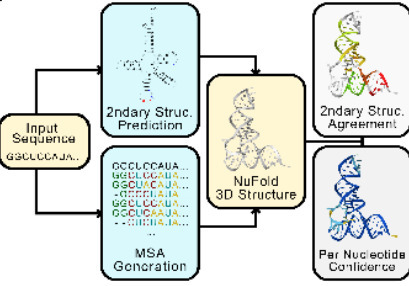 NuFold RNA Structure Database: Large-Scale RNA Tertiary Structure Prediction with Confidence Metrics | brvsys | RMH | Scoop.it