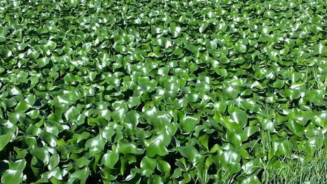 Les esp&egrave;ces invasives menace la biodiversit&eacute;, selon un groupe international d'experts | Biodiversit&eacute; | Scoop.it