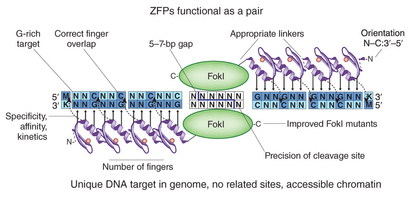 The Zinc Finger Nucleases | Amazing Science | Scoop.it
