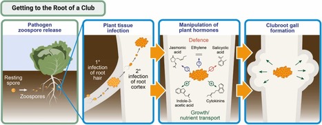 Review in Semin Cell Dev Biol • Pérez-López Lab 2023 • Getting to the root of a club – Understanding developmental manipulation by the clubroot pathogen | Reviews | Scoop.it
