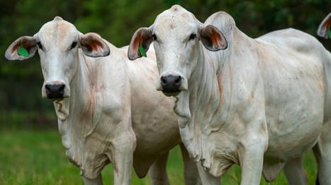 La Brahman égérie du Sia 2026 : une race rustique face aux enjeux d’un climat à + 4°C - Agri mutuel | Agriculture en Pays de la Loire | Scoop.it
