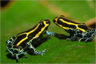 A Hundred Ways to Be a Frog | RAINFOREST EXPLORER | Scoop.it