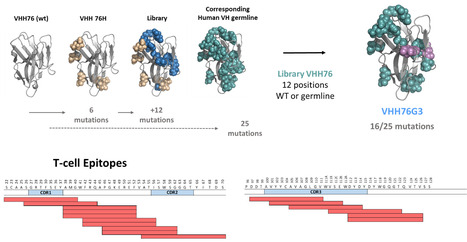 La germinalisation de la séquence d’un nanobody diminue sa capacité à stimuler les lymphocytes T et le risque d’immunogénicité | Life Sciences Université Paris-Saclay | Scoop.it