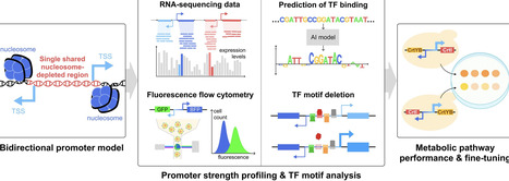 Unraveling the regulatory dynamics of bidirectional promoters for modulating gene co-expression and metabolic flux in Saccharomyces cerevisiae | nar | RMH | Scoop.it
