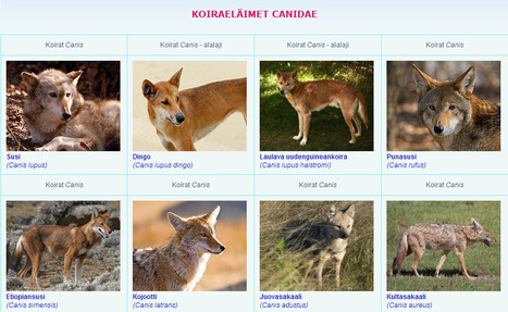 Susi Canis lupus | 1Uutiset - Lukemisen tähden | Scoop.it