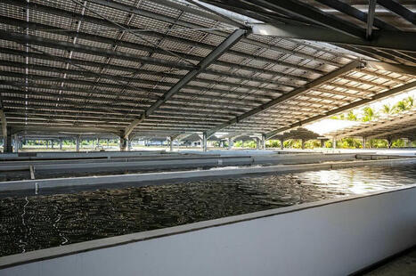 Produire du caviar grâce au photovoltaïque - Usine Nouvelle | Pour innover en agriculture | Scoop.it