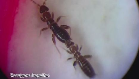 [Vidéo] Un insecte tout petit avec un spermatozoïde géant [en anglais] | Insect Archive | Scoop.it