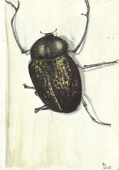 IBCFL Volet entomologique (coléoptères saproxyliques) année 2012 - Blog du Radeau des cimes | EntomoNews | Scoop.it