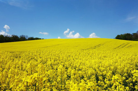 #Carburants : Les #agrocarburants polluent plus que l’#essence et le #diesel | RSE et Développement Durable | Scoop.it