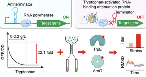 Engineering Programmable Tryptophan-Responsive Biosensors Based on RNA-Binding Attenuation Protein for Strain Optimization | asb | RMH | Scoop.it