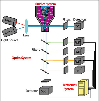 Flow Cytometry Buying Guide | Immunology Diagnosis | Scoop.it