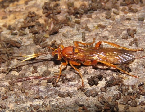 Plus de 200 nouvelles gu&ecirc;pes parasites enregistr&eacute;es en Belgique et aux Pays-Bas | EntomoNews | Scoop.it