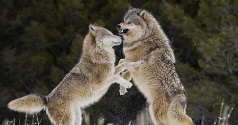 Drones blasting AC/DC are helping biologists protect cattle from wolves | Remotely Piloted Systems | Scoop.it