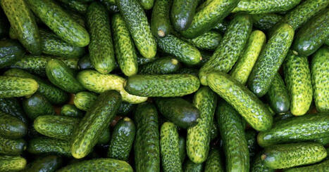 ALIMENTATION : L'odyss&eacute;e du cornichon, un concombre masqu&eacute; | ALIMENTATIONS | Scoop.it