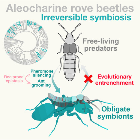 Ces insectes ont trahi leur libert&eacute; pour survivre dans les colonies de fourmis | EntomoNews | Scoop.it