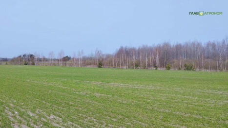 Потери урожая зерновых уже прогнозируют в Польше / Cereal crop losses already predicted in Poland | MED-Amin network | Scoop.it