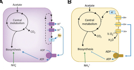 Sustained ppGpp production underpins months-long survival of a bacterium in growth arrest | mBio | RMH | Scoop.it