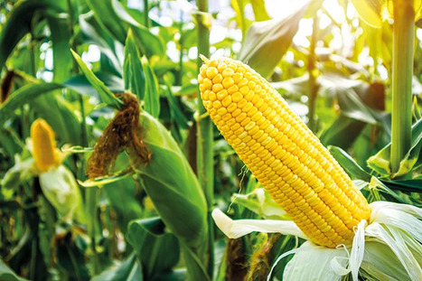 ARGENTINA: Aims to expand grain exports while adapting to new trade rules | AM&Eacute;RIQUES | Scoop.it