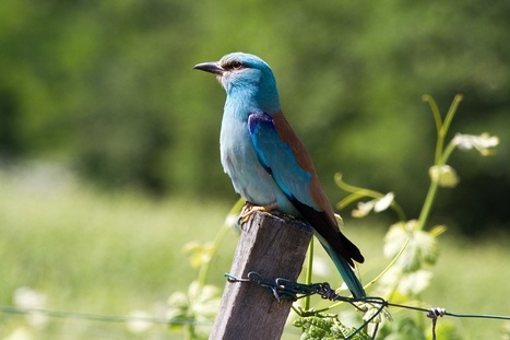 Ensemble, sauvons le Rollier d’Europe ! | Camargue Nature | Scoop.it