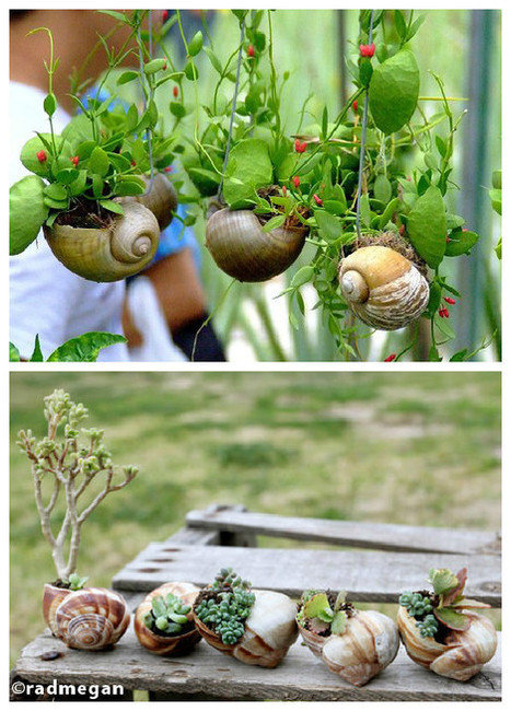 DIY: Snail Shell Into Mini Garden Planters | 1001 Recycling Ideas ! | Scoop.it