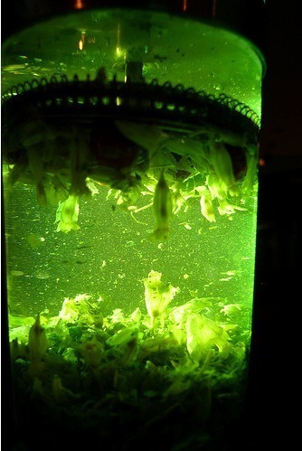 T.R.A.C.E.S. | j-u | Scoop.it