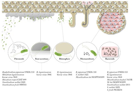 Transcriptomic Studies of the Effect of nod Gene-Inducing Molecules in Rhizobia: Different Weapons, One Purpose | RMH | Scoop.it