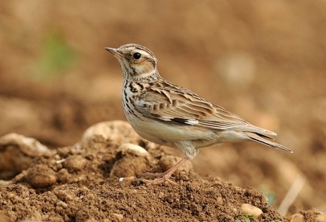 INRA -Intensité agricole et biodiversité | Biodiversité | Scoop.it