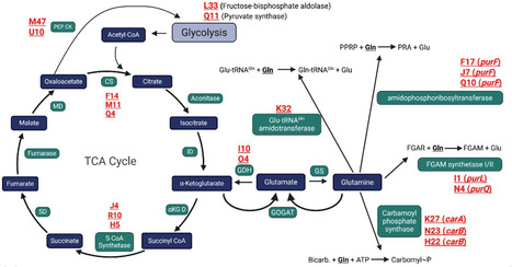 Intracellular glutamine fluctuates with nitrogen availability and regulates Mycobacterium smegmatis biofilm formation | Brvm | RMH | Scoop.it