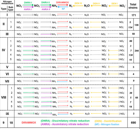 Diversity of dirammox microorganisms | mBio | RMH | Scoop.it