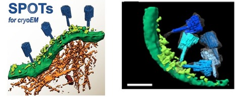 Coup de cœur - Quand les Origami d’ADN permettent de localiser par CryoET une protéine d’intérêt à la surface de membranes de vésicules, virus ou cellules | Life Sciences Université Paris-Saclay | Scoop.it