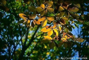 Ficha do Castanheiro - Esp&eacute;cies - Naturlink | APOIO AO ESTUDO | Scoop.it