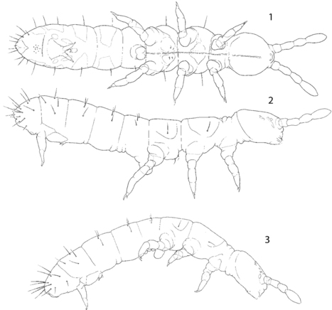 Taxonomie des Collemboles sud-africains du complexe Cryptopygus et description de 5 nouvelles esp&egrave;ces | EntomoNews | Scoop.it