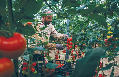 ALGERIE : Agriculture saharienne innovante :&nbsp;Succ&egrave;s de la tomate cerise &agrave; El-Megha&iuml;er | CIHEAM Press Review | Scoop.it