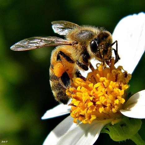 Humans must change behaviour to save bees (and ourselves). Pollinators vital for food production – UN report | YOUR FOOD, YOUR ENVIRONMENT, YOUR HEALTH: #Biotech #GMOs #Pesticides #Chemicals #FactoryFarms #CAFOs #BigFood | Scoop.it