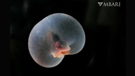 Pigbutt worm: The deep-sea 'mystery blob' with the rump of a pig and a ballooned belly | Live Science | Soggy Science | Scoop.it